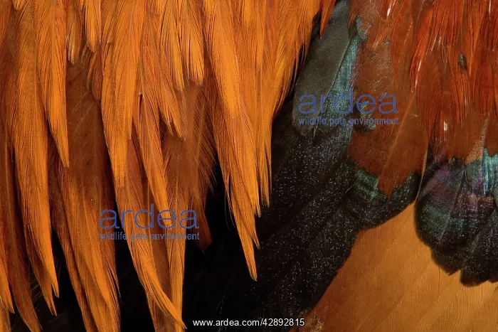 : Chicken - Gallic Rooster / Cockerel - close-up of plumage : Chicken - Gallic Rooster / Cockerel - close-up of plumage