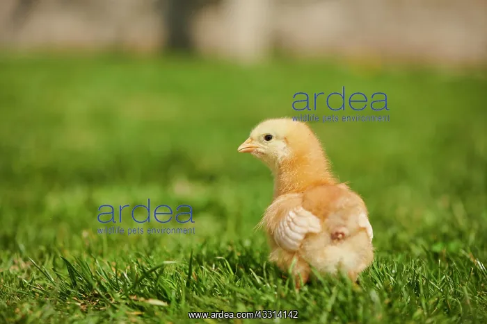 : Chicken (Gallus domesticus) chick on a meadow, Slovakia : Chicken (Gallus domesticus) chick on a meadow, Slovakia