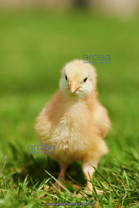 : Chicken (Gallus domesticus) chick on a meadow, Slovakia : Chicken (Gallus domesticus) chick on a meadow, Slovakia