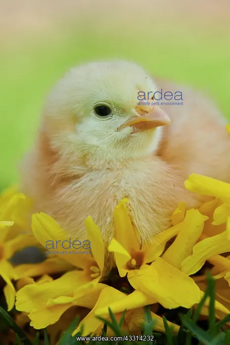 : Chicken (Gallus domesticus) chick with yellow blossoms : Chicken (Gallus domesticus) chick with yellow blossoms