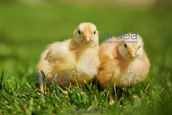 : Chicken (Gallus domesticus) chicks on a meadow : Chicken (Gallus domesticus) chicks on a meadow