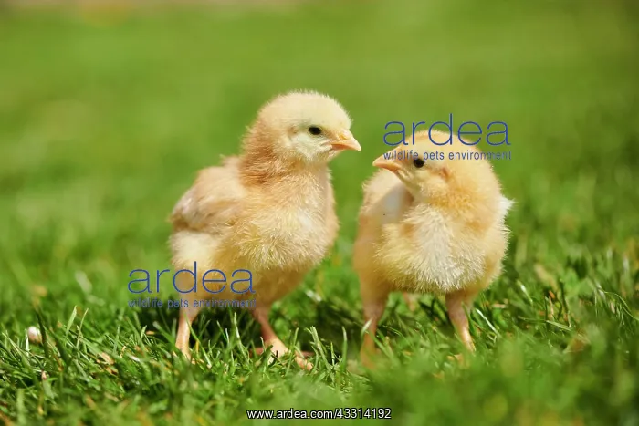  : Chicken (Gallus domesticus) chicks on a meadow