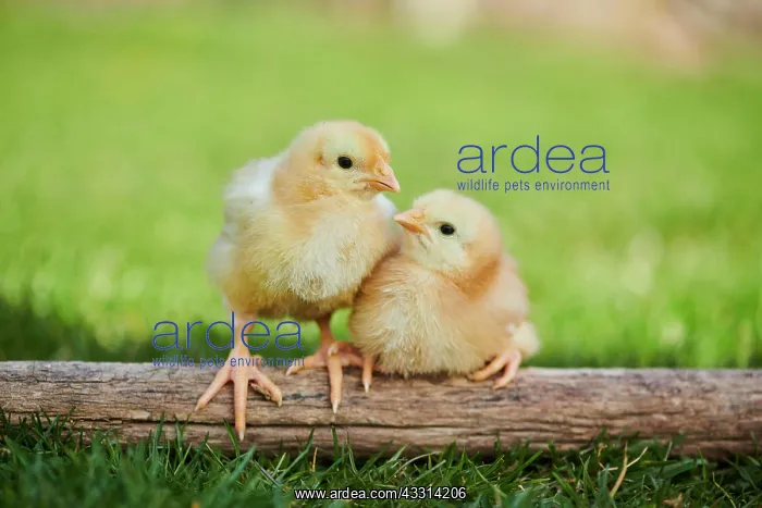: Chicken (Gallus domesticus) chicks on wood in a : Chicken (Gallus domesticus) chicks on wood in a