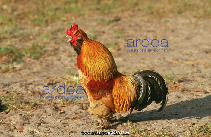  : CHICKEN - GOLDEN ARDENNAISE Cock, crowing