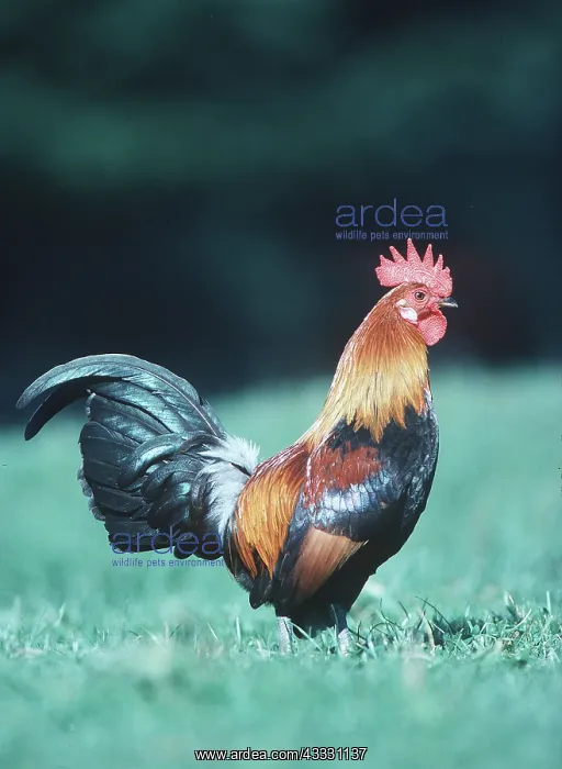 : Chicken - Golden Ardennaise Cockerel : Chicken - Golden Ardennaise Cockerel