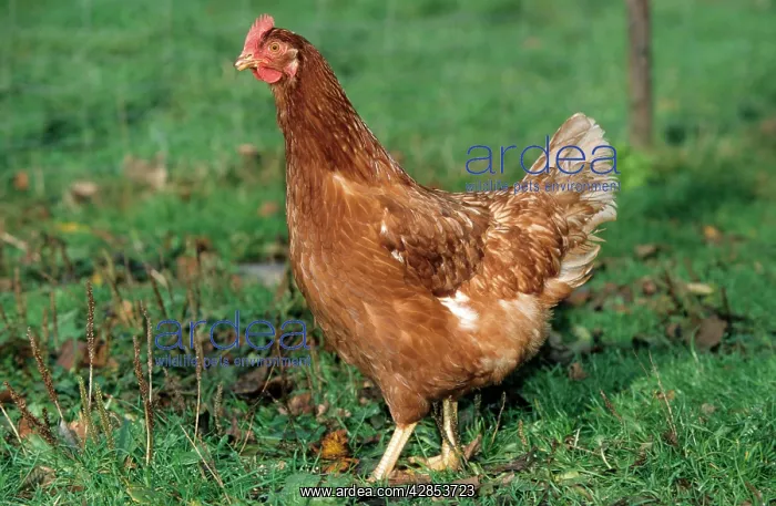  : Chicken in grass