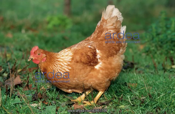  : Chicken in grass