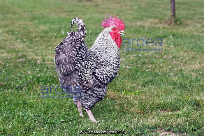 : Chicken - Grey Cuckoo Marans : Chicken - Grey Cuckoo Marans