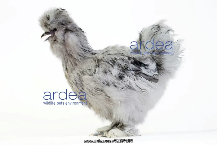  : Chicken Grey Silkie