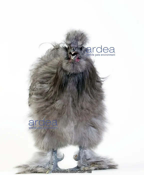  : Chicken Grey Silkie