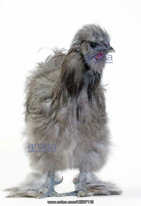  : Chicken Grey Silkie