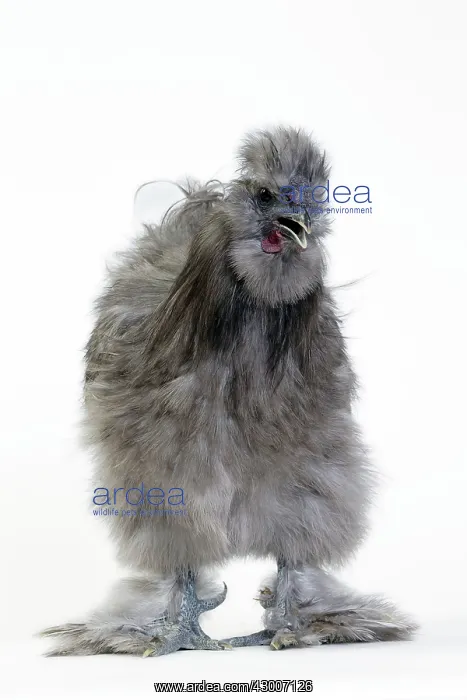  : Chicken Grey Silkie