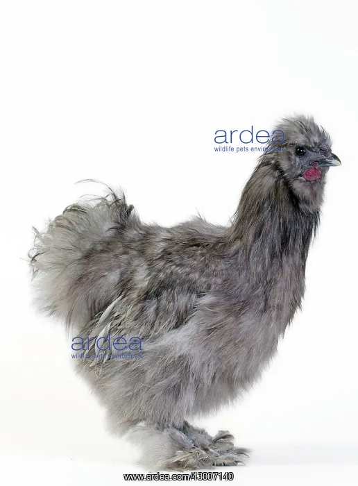  : Chicken Grey Silkie
