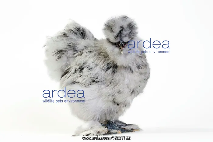  : Chicken Grey Silkie