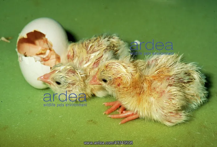  : Chicken - Hatching