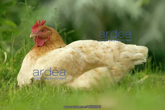 : Chicken - hen brooding : Chicken - hen brooding