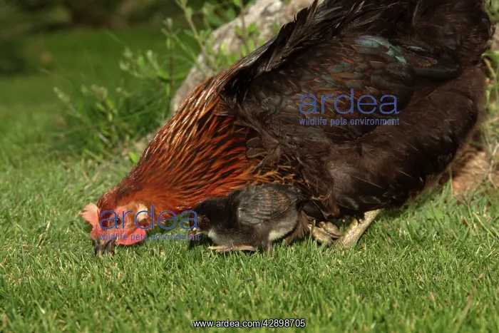 : Chicken - Hen with chick in garden : Chicken - Hen with chick in garden