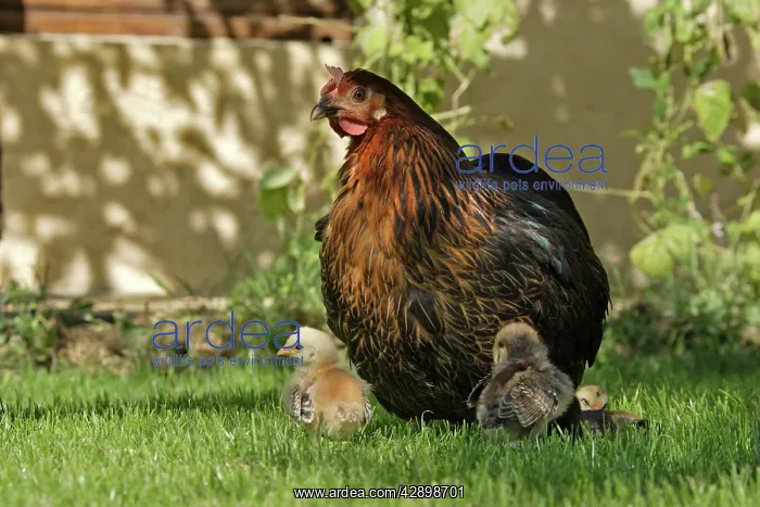 : Chicken - Hen with chicks in garden : Chicken - Hen with chicks in garden