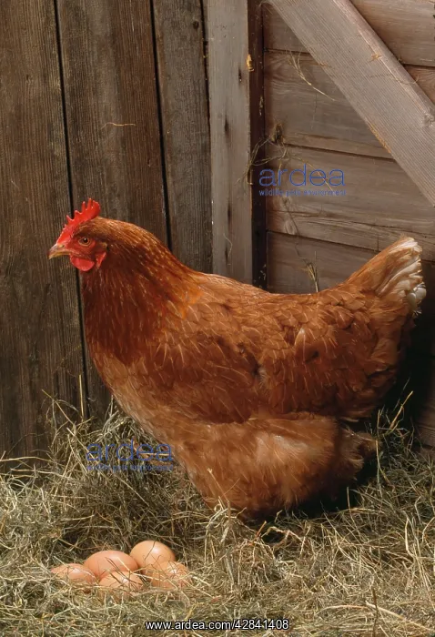  : CHICKEN - Hen with eggs