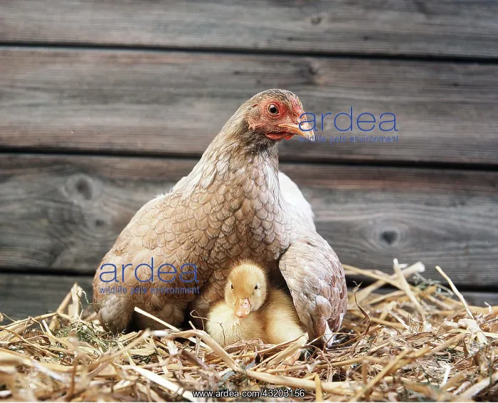 : CHICKEN - hen fostering duckling : CHICKEN - hen fostering duckling