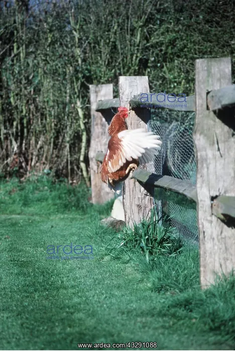 : CHICKEN - Hen jumping over fence : CHICKEN - Hen jumping over fence
