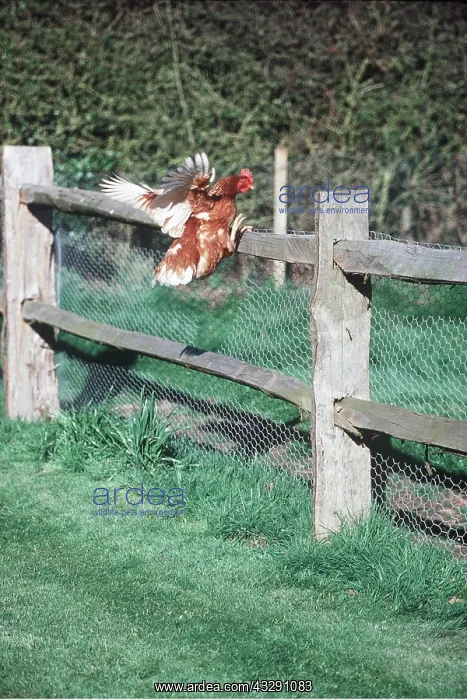 : CHICKEN - Hen jumping over fence with wings out : CHICKEN - Hen jumping over fence with wings out