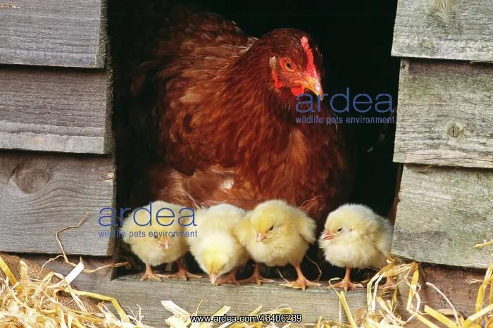: CHICKEN - Hen with row of four chicks : CHICKEN - Hen with row of four chicks
