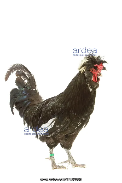  : Chicken - Houdan breed