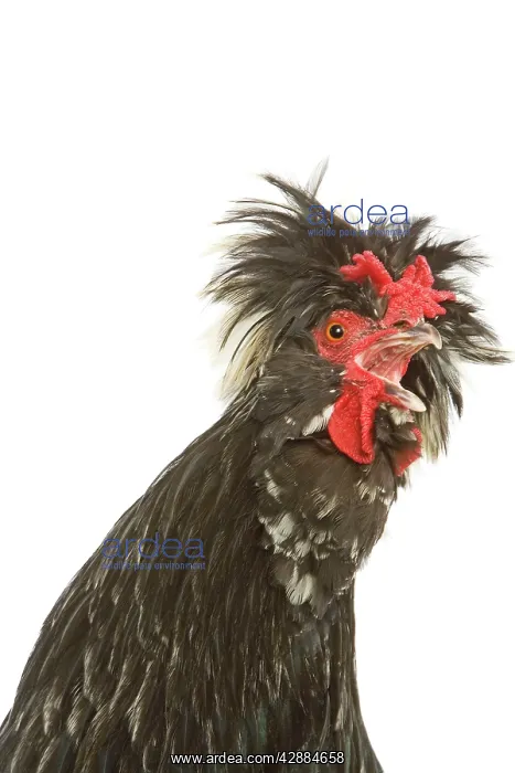 : Chicken - Houdan breed - calling : Chicken - Houdan breed - calling