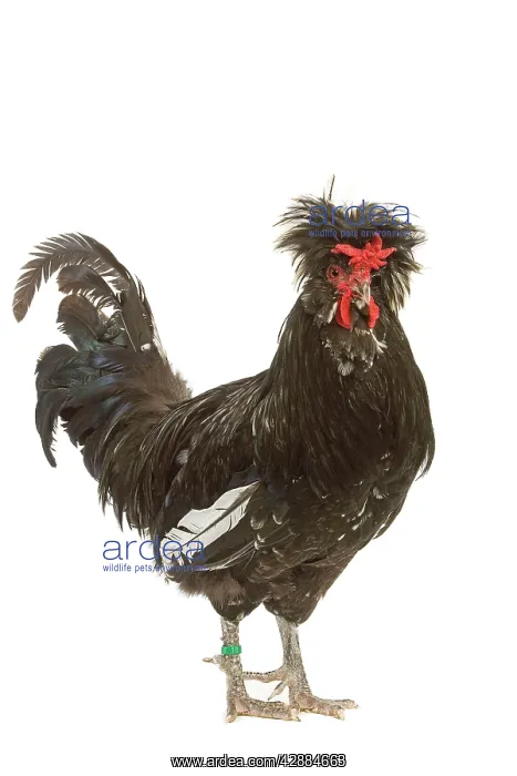  : Chicken - Houdan breed - in studio