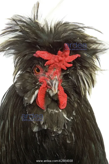 : Chicken - Houdan breed - in studio : Chicken - Houdan breed - in studio