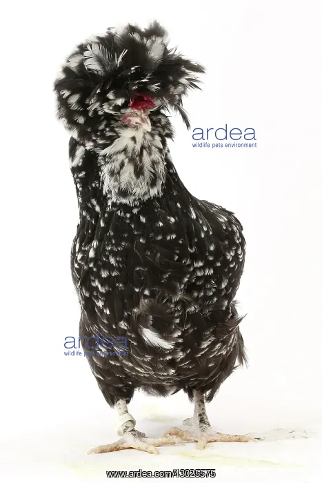  : Chicken Houdan  /  Poule de Houdan