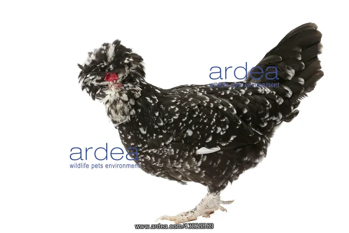  : Chicken Houdan  /  Poule de Houdan