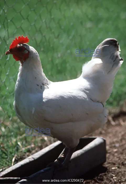 : CHICKEN - LIGHT SUSSEX FOWL : CHICKEN - LIGHT SUSSEX FOWL