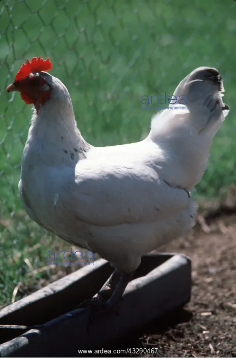 : CHICKEN - Light Sussex Fowl, Hen : CHICKEN - Light Sussex Fowl, Hen