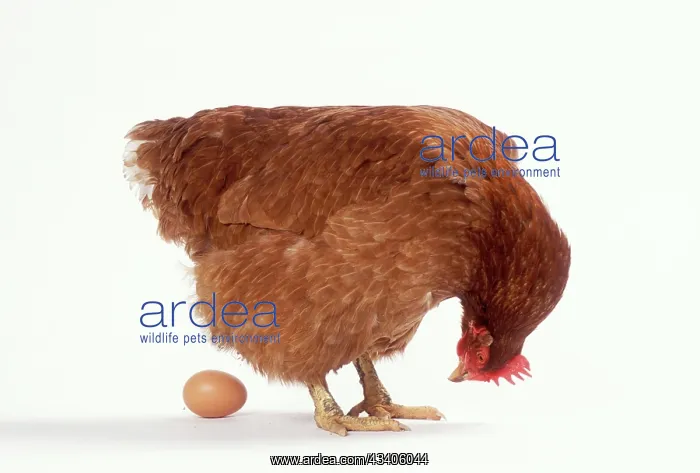 : CHICKEN - looking at an egg : CHICKEN - looking at an egg