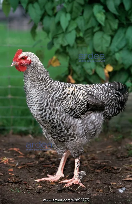  : Chicken - Malines cuckoo