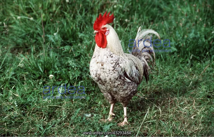 : CHICKEN - MARANS COCK : CHICKEN - MARANS COCK