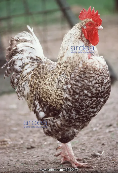 : CHICKEN - Marans fowl - male cockerel / rooster : CHICKEN - Marans fowl - male cockerel / rooster