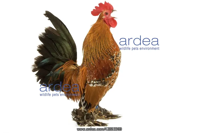  : Chicken - millefleur sablepoot in studio