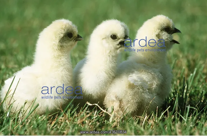 : CHICKEN - NEGRE SOIE CHICKS, three : CHICKEN - NEGRE SOIE CHICKS, three
