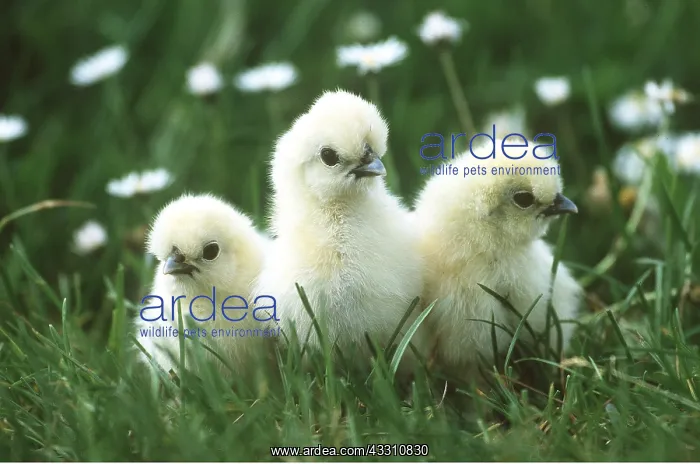 : CHICKEN - negre soie chicks, three in a line : CHICKEN - negre soie chicks, three in a line