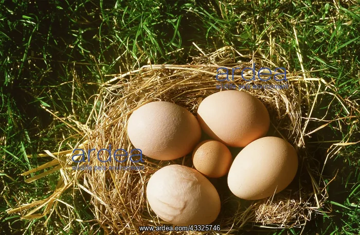 : CHICKEN - nest with 4 chicken eggs and 1 bantam egg : CHICKEN - nest with 4 chicken eggs and 1 bantam egg