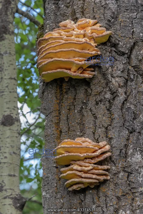 : Chicken-of-the-woods, Laetiporus sulphureus, on old tree : Chicken-of-the-woods, Laetiporus sulphureus, on old tree