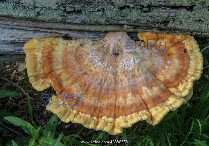 : Chicken-of-the-woods, Laetiporus sulphureus, you : Chicken-of-the-woods, Laetiporus sulphureus, you