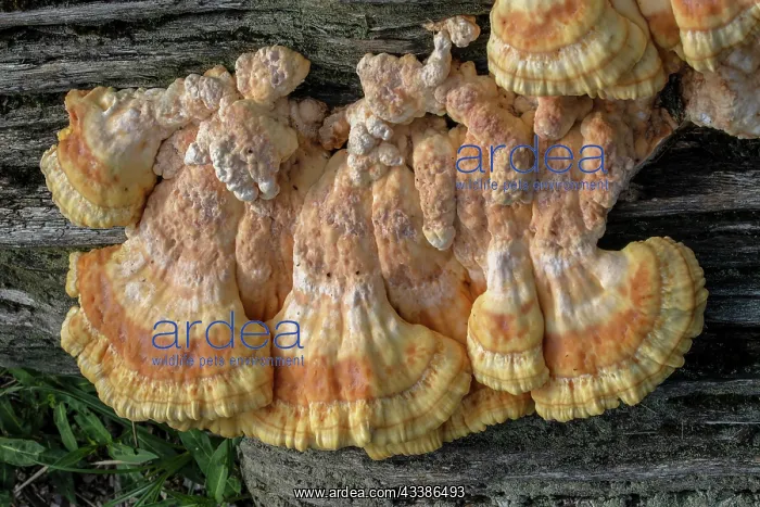 : Chicken-of-the-woods, Laetiporus sulphureus, you : Chicken-of-the-woods, Laetiporus sulphureus, you