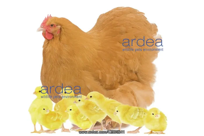 : Chicken - Orpington Fawn in studio with chicks
