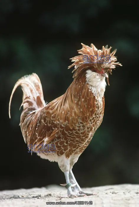 : CHICKEN, Padoue chamois : CHICKEN, Padoue chamois
