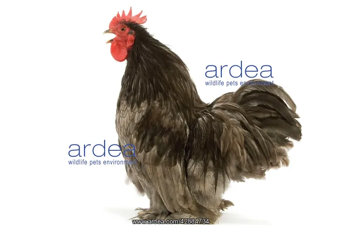  : Chicken - Pekin Bantam blue - in studio