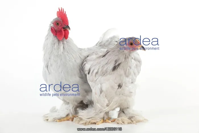 : CHICKEN - Peking bantam : CHICKEN - Peking bantam